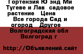 Гортензия Ю энд Ми Тугеве и Лав, садовое растение › Цена ­ 550 - Все города Сад и огород » Другое   . Волгоградская обл.,Волгоград г.